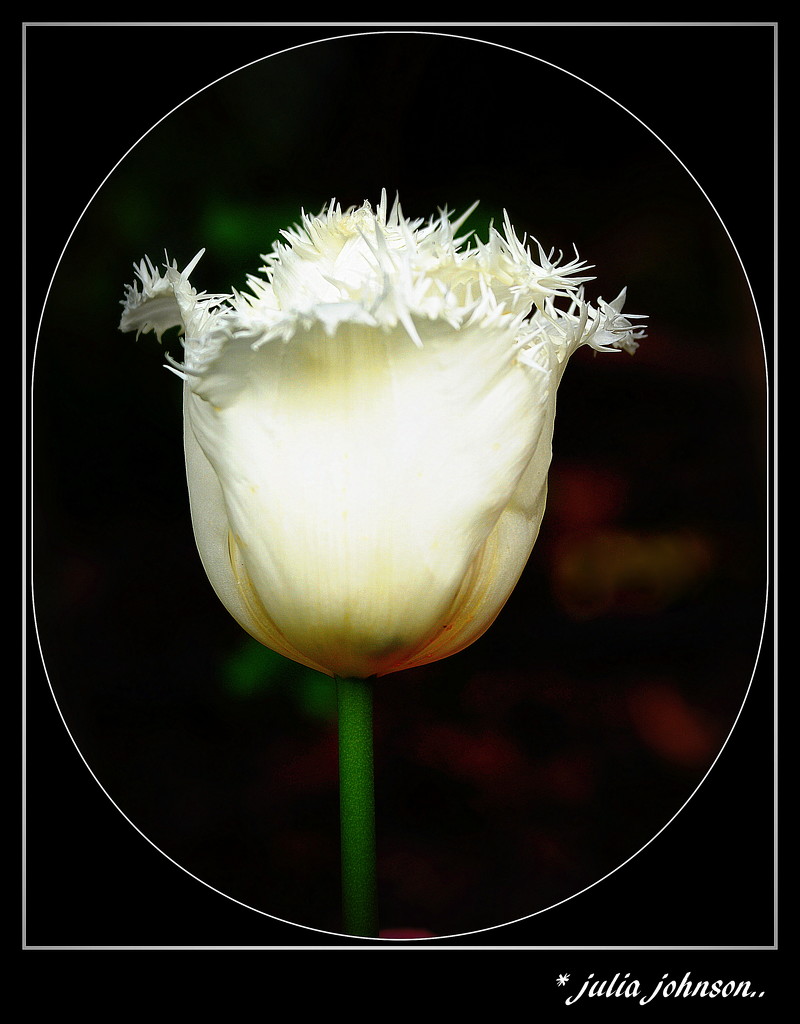 Pure White Tulip.. by julzmaioro