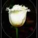 Pure White Tulip.. by julzmaioro