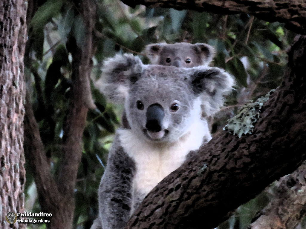 a little filtering by koalagardens