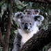 a little filtering by koalagardens
