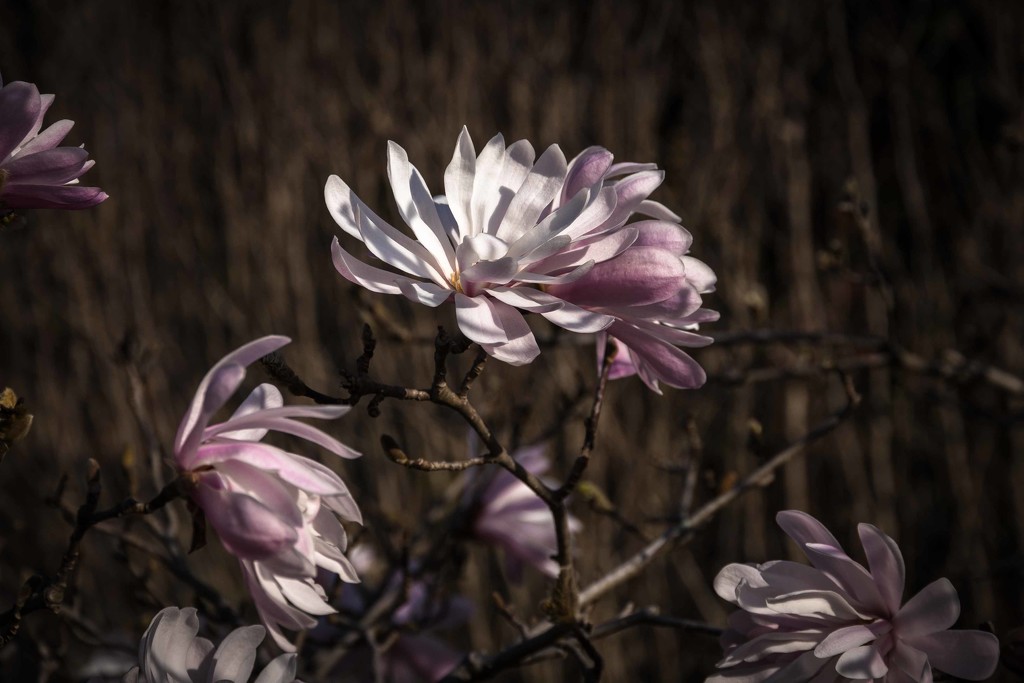Star magnolia by pusspup