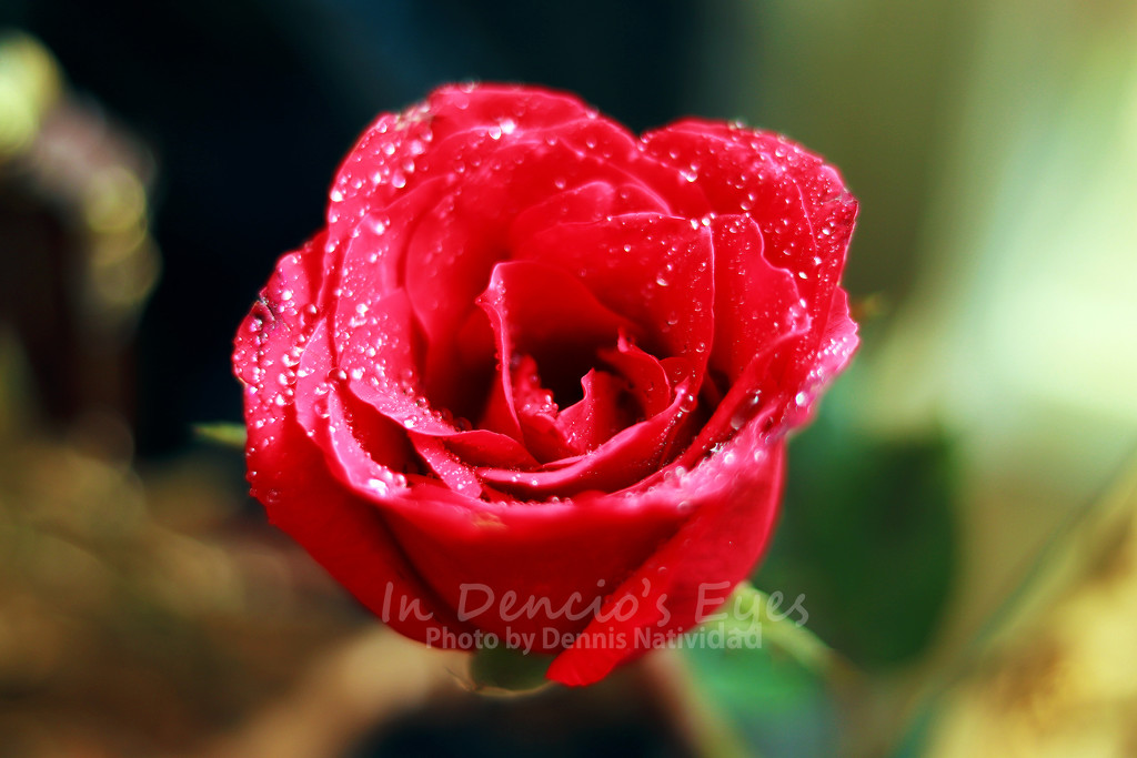 Rose by iamdencio