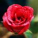 Rose by iamdencio