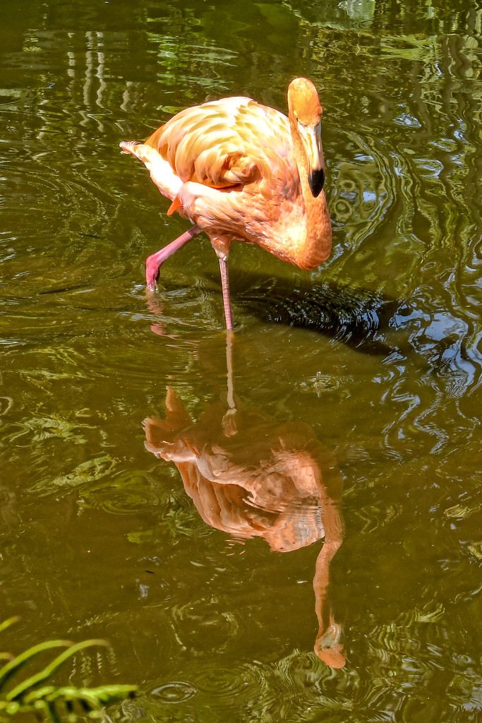 Flamingo by danette