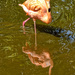 Flamingo by danette