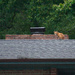 fox on roof by samae