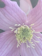 7th Sep 2018 - Clematis Flower