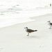 Three Seagulls in a Row by cindymc