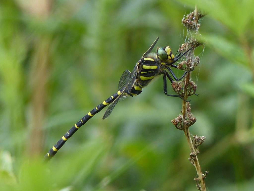 Golden - Ringed Dragonfly  by susiemc
