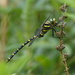 Golden - Ringed Dragonfly  by susiemc