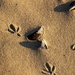2018 08 24  Footprints in the Sand by kwiksilver