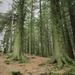 Troll Forest!! by robz