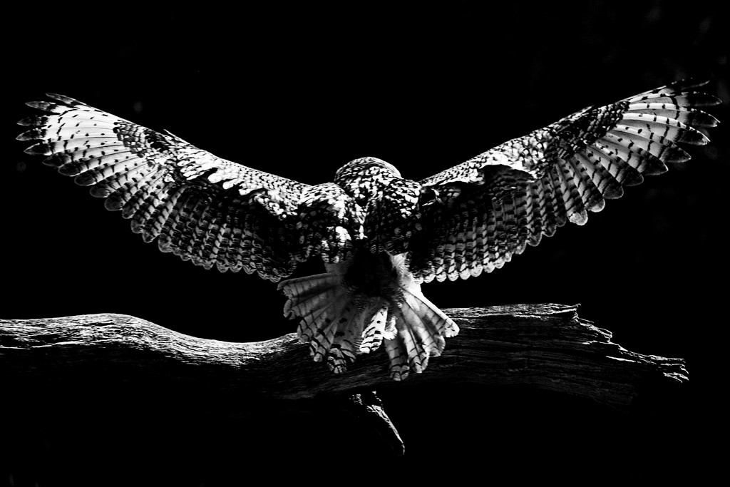 Eagle Owl Landing by gamelee