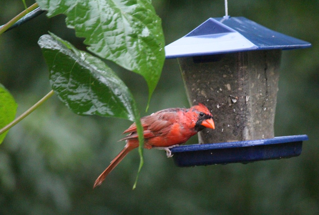 Very wet Cardinal by essiesue