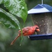 Very wet Cardinal by essiesue