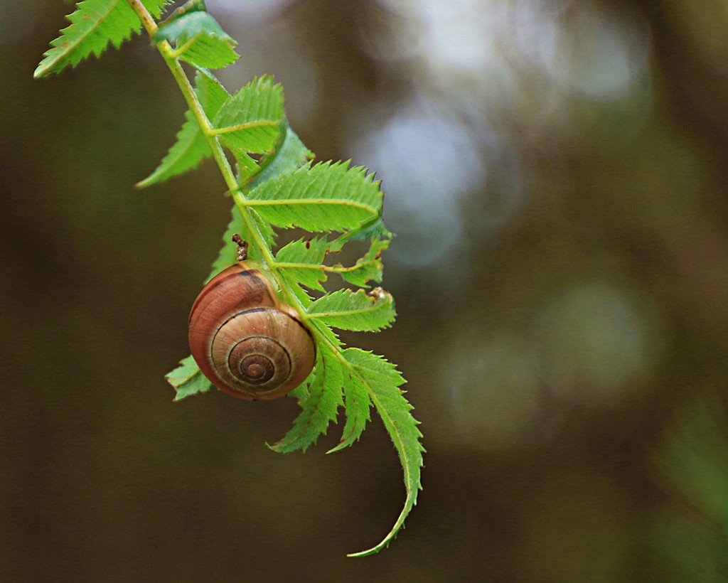 Snail in the forest by kiwinanna