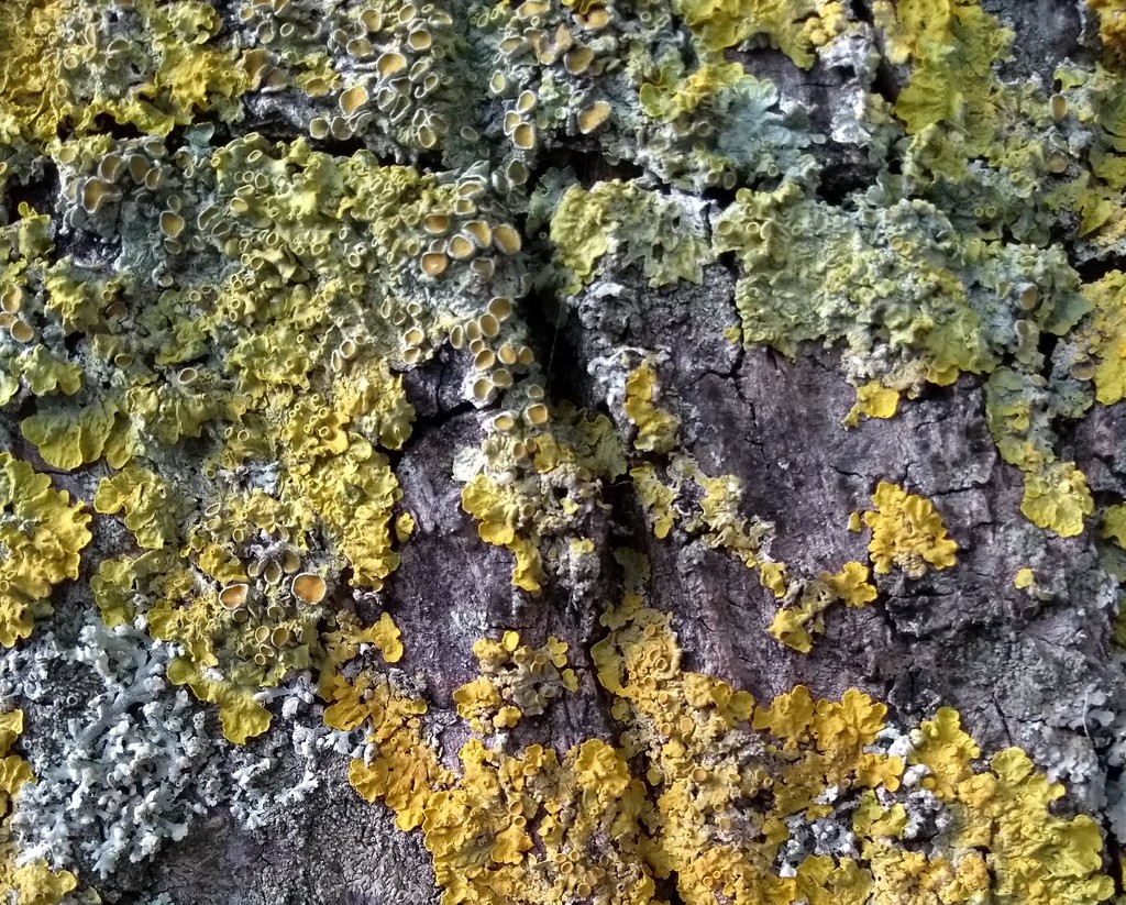 Can't See the Wood for the Lichen by 4rky