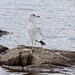 Ring Billed Gull by sunnygreenwood