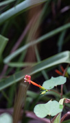 10th Sep 2018 - Morning glory at the end of the day