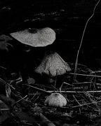 10th Sep 2018 - Mushrooms