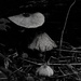 Mushrooms by tosee