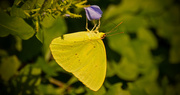 10th Sep 2018 - Cloudless Sulphur Butterfly!