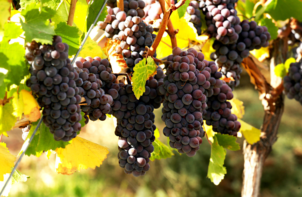 Grapes on the Vine by gq
