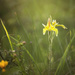 Cowslip Orchids by jodies