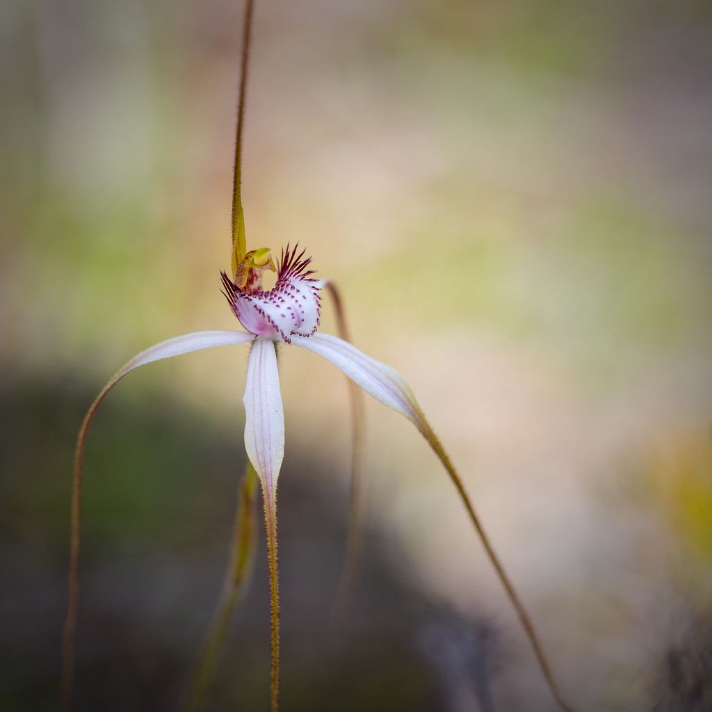 Spider Orchid by jodies