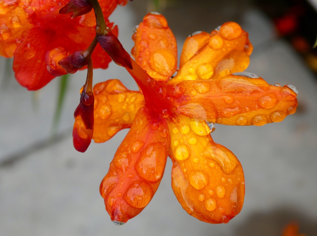 Raindrop enhanced Crocosmia by orchid99