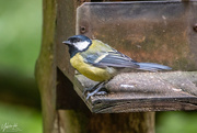 10th Sep 2018 - Great Tit