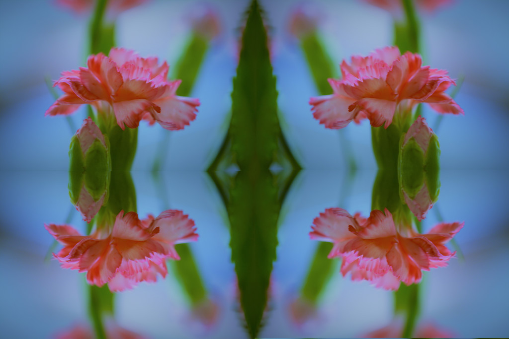 carnations........ by ziggy77
