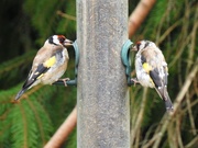 11th Sep 2018 -  Goldfinches ...........