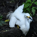 Snowy egret by danette