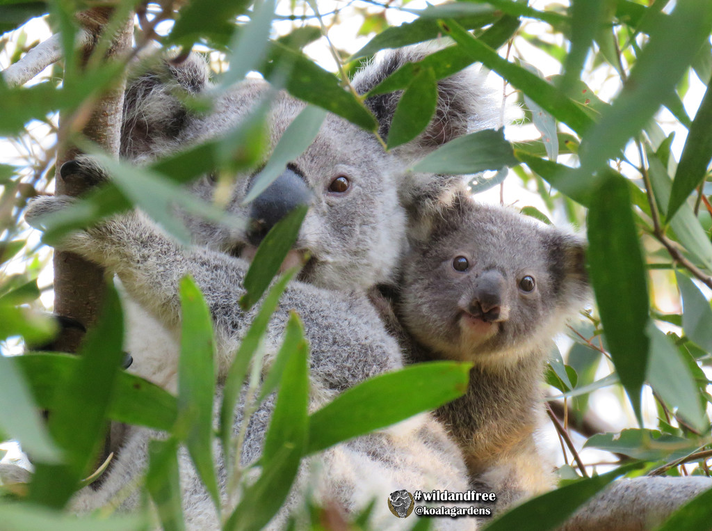 a tiny clear spot by koalagardens