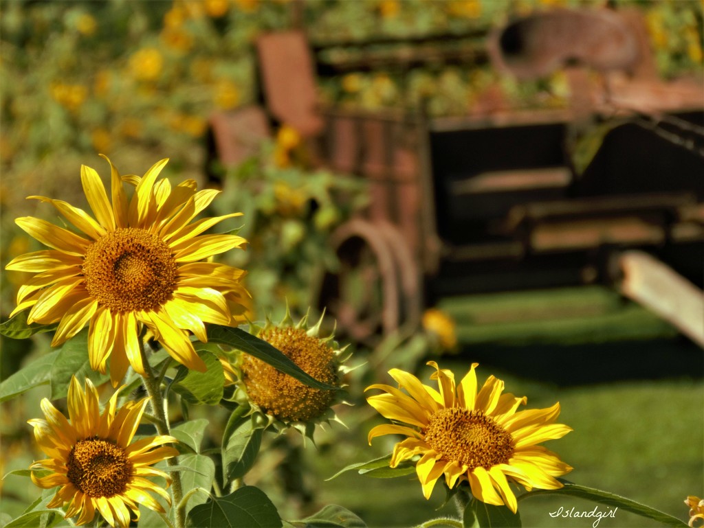 Sunflower field  by radiogirl
