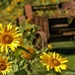 Sunflower field  by radiogirl