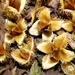Beech nuts by julienne1