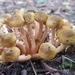Honey fungus by julienne1