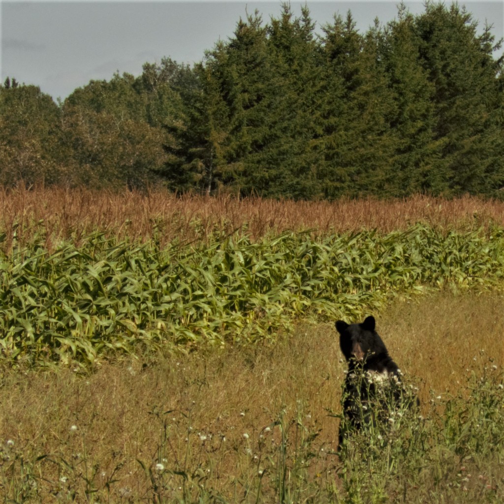 Bear ly visible by radiogirl