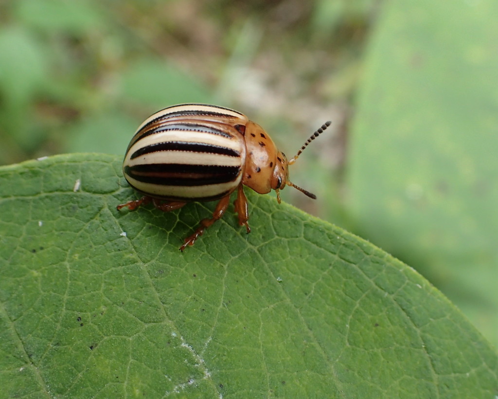 False Potato Beetle by cjwhite