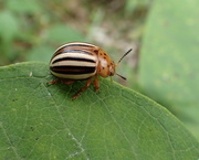 11th Sep 2018 - False Potato Beetle