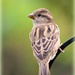 Garden Sparrow. by wendyfrost