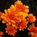 One Last Shot of the Marigolds by milaniet