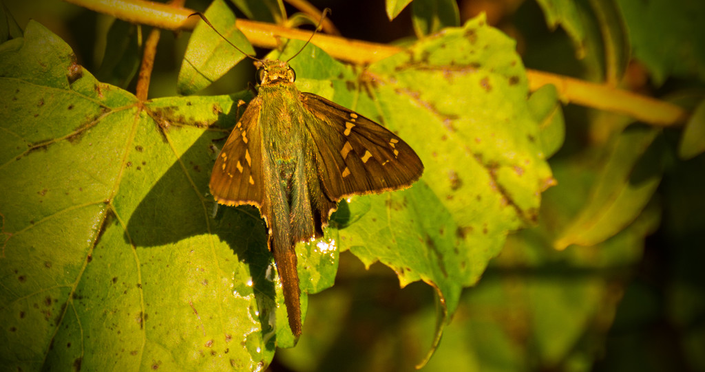 Long Tail Skipper Butterfly! by rickster549