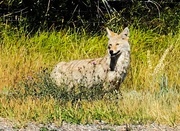 5th Sep 2018 - Coyote