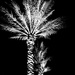 Palms at night by joemuli