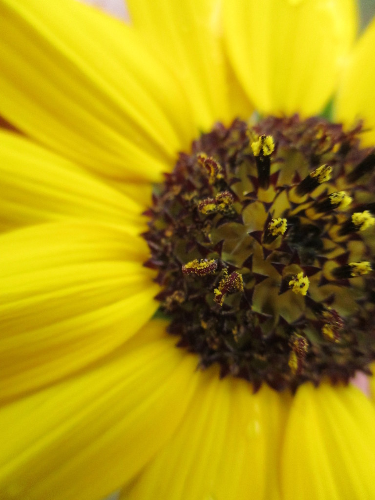 Sunflower Close-Up by julie