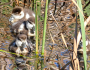 12th Sep 2018 - Egyptian Geese chicks