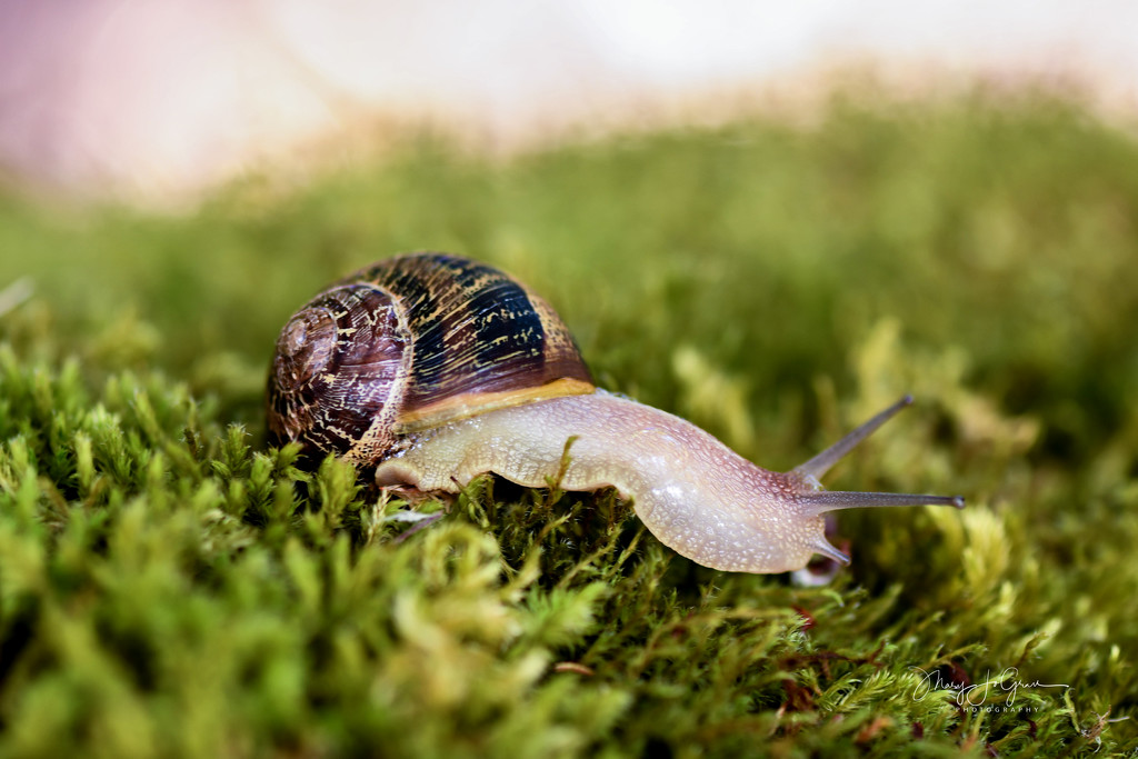 ~Snail~ by crowfan